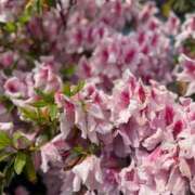 ヒメ日記 2025/05/14 12:07 投稿 氷室 あなたに逢いたくて