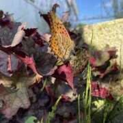 ヒメ日記 2025/05/28 10:16 投稿 氷室 あなたに逢いたくて