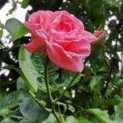 ヒメ日記 2025/05/30 08:37 投稿 氷室 あなたに逢いたくて