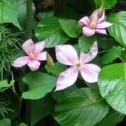 ヒメ日記 2025/06/01 20:17 投稿 氷室 あなたに逢いたくて