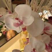 ヒメ日記 2025/06/12 07:57 投稿 氷室 あなたに逢いたくて