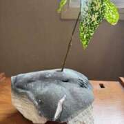 ヒメ日記 2025/06/20 14:07 投稿 氷室 あなたに逢いたくて