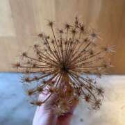 ヒメ日記 2025/06/28 07:57 投稿 氷室 あなたに逢いたくて