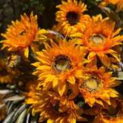 ヒメ日記 2025/07/25 10:37 投稿 氷室 あなたに逢いたくて