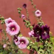 ヒメ日記 2025/08/18 11:17 投稿 氷室 あなたに逢いたくて