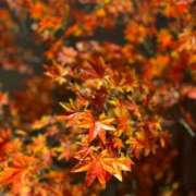 ヒメ日記 2025/11/01 21:57 投稿 氷室 あなたに逢いたくて