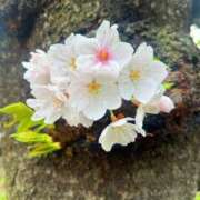 ヒメ日記 2026/04/01 10:47 投稿 氷室 あなたに逢いたくて