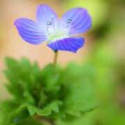 ヒメ日記 2025/02/26 19:01 投稿 れいか 奥鉄オクテツ東京店（デリヘル市場）