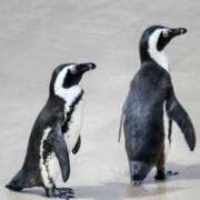 ヒメ日記 2025/10/04 15:31 投稿 れいか 奥鉄オクテツ東京店（デリヘル市場）