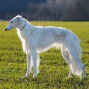 ヒメ日記 2026/01/27 15:08 投稿 れいか 奥鉄オクテツ東京店（デリヘル市場）