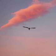 ヒメ日記 2026/02/03 22:46 投稿 れいか 奥鉄オクテツ東京店（デリヘル市場）