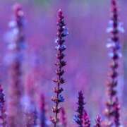 れいか 言葉の前後 奥鉄オクテツ東京店（デリヘル市場）