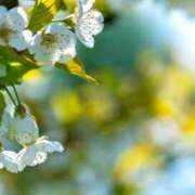 ヒメ日記 2026/03/07 13:30 投稿 れいか 奥鉄オクテツ東京店（デリヘル市場）