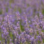 ヒメ日記 2026/03/27 16:30 投稿 れいか 奥鉄オクテツ東京店（デリヘル市場）