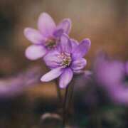 ヒメ日記 2026/03/27 17:31 投稿 れいか 奥鉄オクテツ東京店（デリヘル市場）