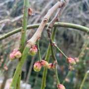 ヒメ日記 2025/03/05 09:39 投稿 ことみ アバンチュール（難波）