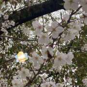 ヒメ日記 2025/04/05 09:43 投稿 ことみ アバンチュール（難波）