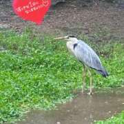 ヒメ日記 2025/06/14 08:59 投稿 ことみ アバンチュール（難波）