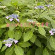 ヒメ日記 2025/06/22 08:53 投稿 ことみ アバンチュール（難波）