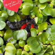 ヒメ日記 2025/06/28 06:12 投稿 ことみ アバンチュール（難波）