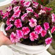 ヒメ日記 2025/09/27 10:55 投稿 ことみ アバンチュール（難波）