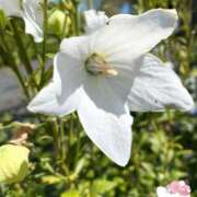 ヒメ日記 2025/10/10 11:37 投稿 ことみ アバンチュール（難波）