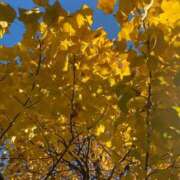 ヒメ日記 2025/11/25 17:16 投稿 ことみ アバンチュール（難波）