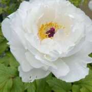 ことみ おはようございます♡︎(°´ ˘ `°)/ アバンチュール（難波）