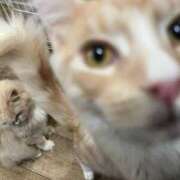 ヒメ日記 2025/02/27 20:38 投稿 ぱふ ぷるるん小町梅田店