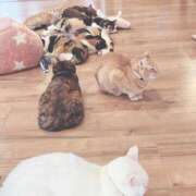 ぱふ 有題 ぷるるん小町梅田店