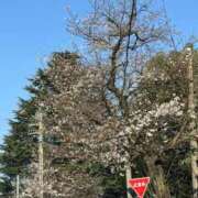 ヒメ日記 2026/03/23 16:02 投稿 キララ にゃんだ☆full☆MIX（にゃんだふるみっくす）