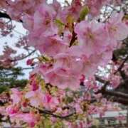 ヒメ日記 2026/03/21 19:42 投稿 森 熟女の風俗最終章 新横浜店