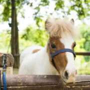ヒメ日記 2025/12/01 22:41 投稿 ゆみ 人妻の秘密船橋店