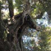 ヒメ日記 2026/02/08 00:31 投稿 ゆみ 人妻の秘密船橋店