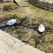 ヒメ日記 2025/03/11 10:00 投稿 Ren（れん） AMATERAS(アマテラス)(福山)