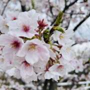 ヒメ日記 2025/04/03 09:55 投稿 Ren（れん） AMATERAS(アマテラス)(福山)