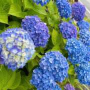 ヒメ日記 2025/06/07 09:57 投稿 Ren（れん） AMATERAS(アマテラス)(福山)