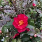 ヒメ日記 2025/01/23 10:12 投稿 Ｋotoha（ことは） AMATERAS(アマテラス)(福山)