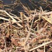 ヒメ日記 2025/03/16 16:24 投稿 Ｋotoha（ことは） AMATERAS(アマテラス)(福山)