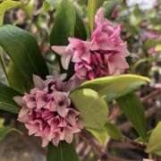 ヒメ日記 2025/03/25 09:39 投稿 Ｋotoha（ことは） AMATERAS(アマテラス)(福山)