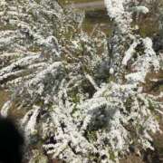 ヒメ日記 2025/04/04 10:06 投稿 Ｋotoha（ことは） AMATERAS(アマテラス)(福山)