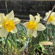 ヒメ日記 2025/04/05 10:15 投稿 Ｋotoha（ことは） AMATERAS(アマテラス)(福山)