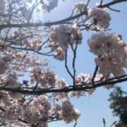 ヒメ日記 2025/04/09 07:05 投稿 Ｋotoha（ことは） AMATERAS(アマテラス)(福山)