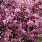 ヒメ日記 2025/04/10 10:12 投稿 Ｋotoha（ことは） AMATERAS(アマテラス)(福山)