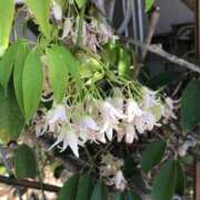 ヒメ日記 2025/04/26 16:04 投稿 Ｋotoha（ことは） AMATERAS(アマテラス)(福山)