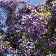 ヒメ日記 2025/04/27 10:10 投稿 Ｋotoha（ことは） AMATERAS(アマテラス)(福山)