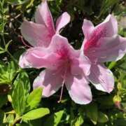 ヒメ日記 2025/04/29 10:19 投稿 Ｋotoha（ことは） AMATERAS(アマテラス)(福山)