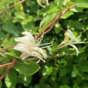 ヒメ日記 2025/05/24 10:19 投稿 Ｋotoha（ことは） AMATERAS(アマテラス)(福山)