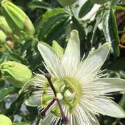 ヒメ日記 2025/05/25 10:20 投稿 Ｋotoha（ことは） AMATERAS(アマテラス)(福山)