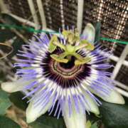 ヒメ日記 2025/05/25 18:05 投稿 Ｋotoha（ことは） AMATERAS(アマテラス)(福山)